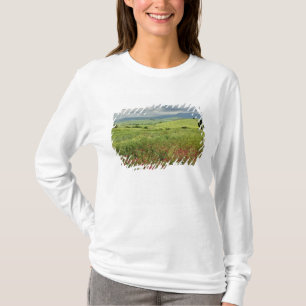 Camiseta Campo agrícola, región de Toscana, Italia.