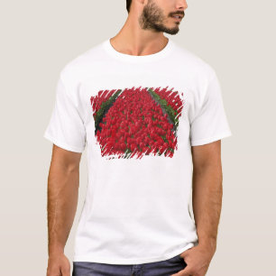 Camiseta Campo de flores de tulipanes, Países Bajos, Holan