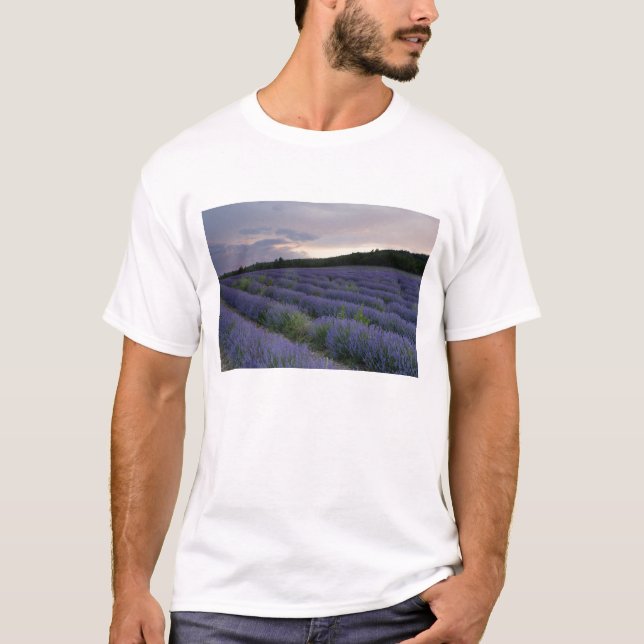 Camiseta Campo de la lavanda en la puesta del sol (Anverso)