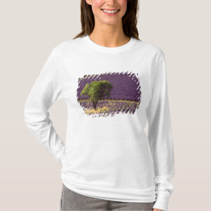 Camiseta Campo de lavanda en Alta Provenza, Francia