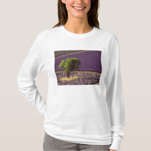 Camiseta Campo de lavanda en Alta Provenza, Francia