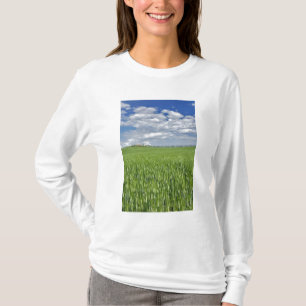 Camiseta Campo de trigo y camino bordeado de cipreses majes