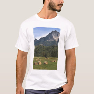 Camiseta Campos con heno embolsado, Alberta, Canadá
