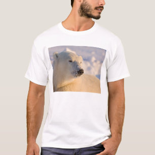 Camiseta Canadá, Manitoba, Bahía de Hudson Oso Polar