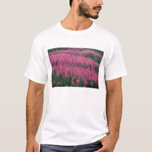 Camiseta Canadá, Quebec, Gaspe. Flores púrpura de Lythrum,