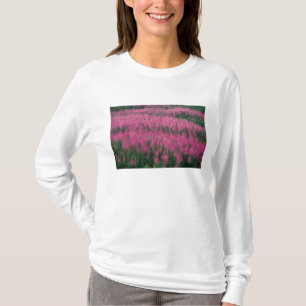 Camiseta Canadá, Quebec, Gaspe. Flores púrpuras de Lythrum,