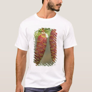 Camiseta Canadá, Yukón, conos de abeto negro