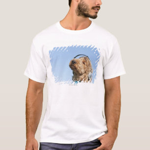 Camiseta Caniche estándar