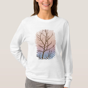 Camiseta Cañón Bryce, Utah. Árbol desnudo frente a la puest