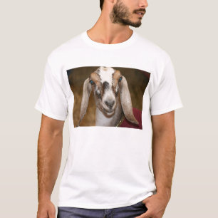 Camiseta Caprine blanco de la raya de la gama de la cabra