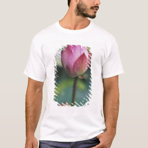 Camiseta Capullo de flor de loto, Hangzhou, provincia de Zh