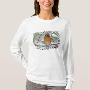 Camiseta Cardenal norte hembra en pino nevado,