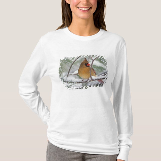 Camiseta Cardenal norte hembra en pino nevado, (Anverso)