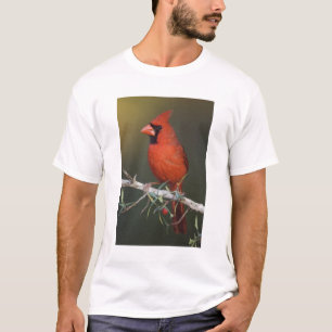 Camiseta Cardenal norteño, Cardinalis cardinalis, macho