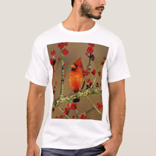Camiseta Cardenal norteño macho posado, IL
