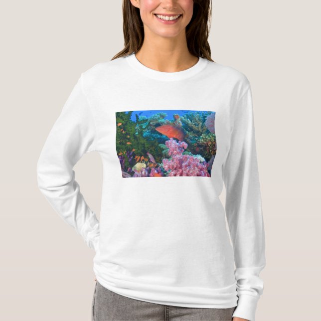 Camiseta cardumen de Anthias hadas (Pseudanthias (Anverso)