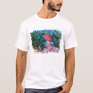 Camiseta cardumen de Mochos falsos (Pseudanthias