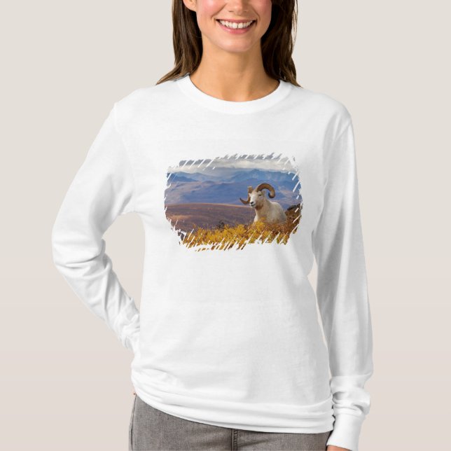 Camiseta carnero de Dall, Ovis dalli (Anverso)