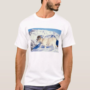 Camiseta carnero de Dall, Ovis dalli, carnero de cuerno com