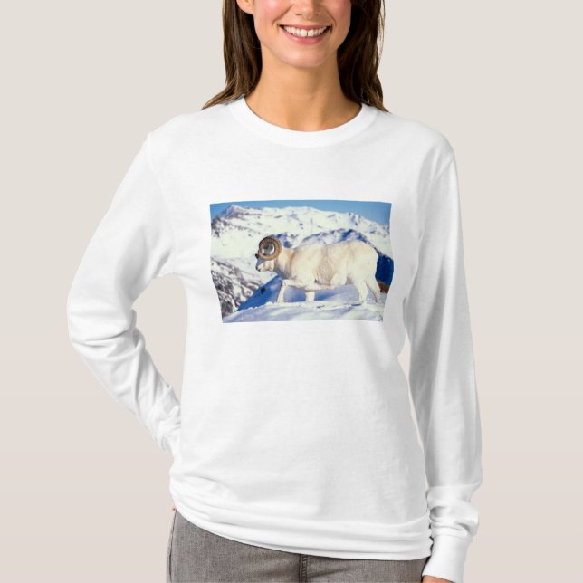 Camiseta carnero de Dall, Ovis dalli, cuerno completo (Anverso)