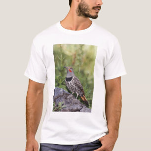 Camiseta Carpintero americano, Colaptes auratus, de eje roj