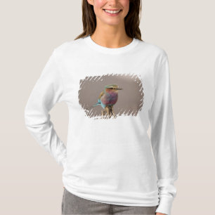 Camiseta Carraca de pecho lila, Coracias caudata, Samburu