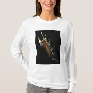 Camiseta Cáscara de la concha