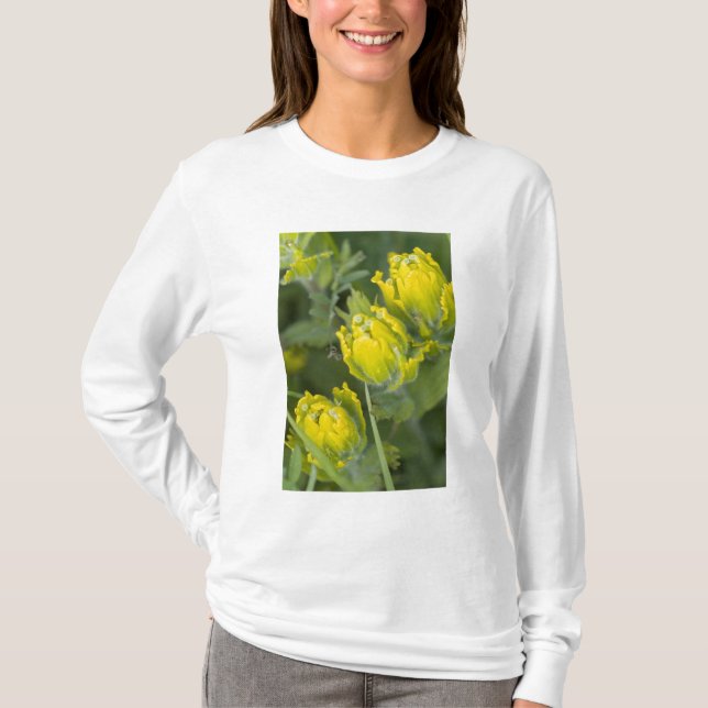 Camiseta Castilleja dorada india (Anverso)