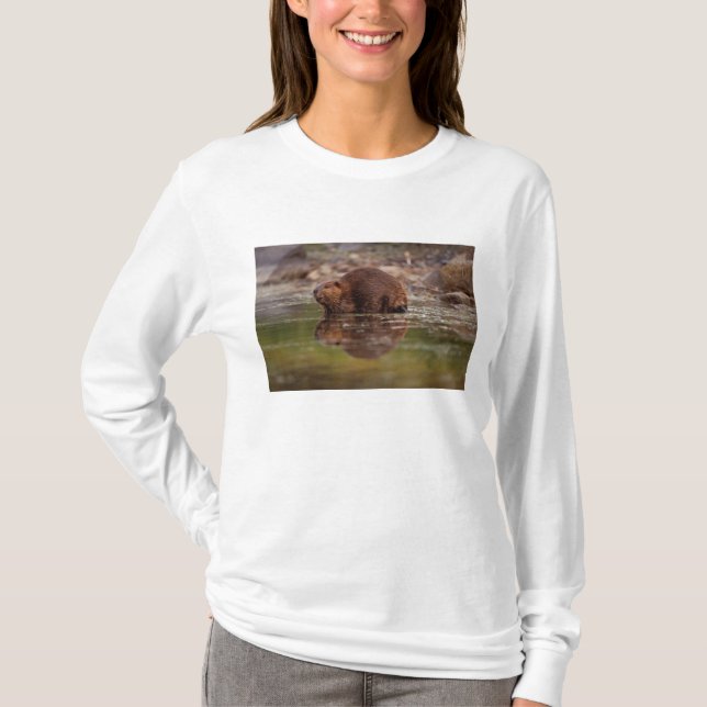 Camiseta castor, Castor canadensis, se va a nadar (Anverso)
