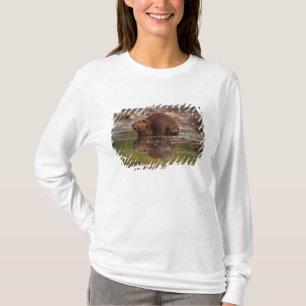 Camiseta castor, Castor canadensis, se va a nadar