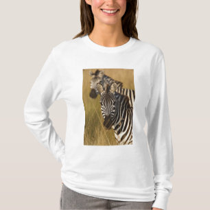 Camiseta Cebra de Burchell en hierba alta de verano, Masai