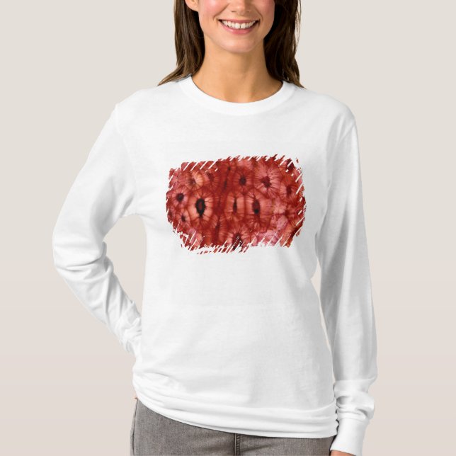 Camiseta Células de Sclerenchyma de un hoyo de la cereza (Anverso)