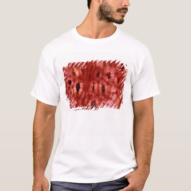 Camiseta Células de Sclerenchyma de un hoyo de la cereza (Anverso)