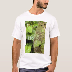 Camiseta Centroamérica, Costa Rica, Sarapiqui, Braulio