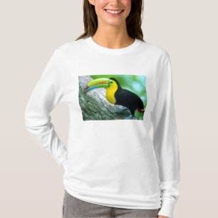 Camiseta CENTROAMÉRICA, Panamá, Isla Barro Colorado 2