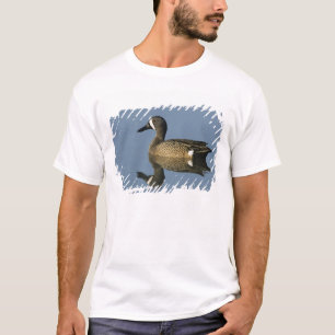 Camiseta Cerceta Aliazul, Anas discors,macho, Puerto