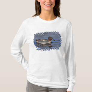 Camiseta Cerceta común, Anus crecca, macho, Unterlunkhofen,
