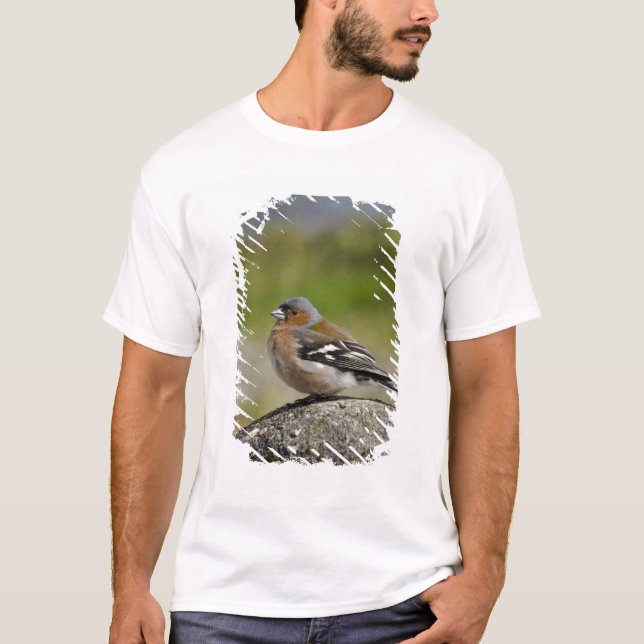 Camiseta Chaffinch macho (WILD: Coelebs de Fringilla) (Anverso)
