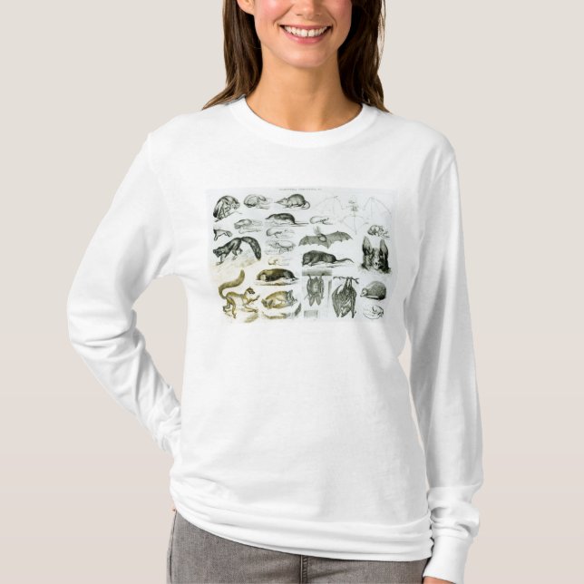 Camiseta Cheiroptera, Insectivora (Anverso)