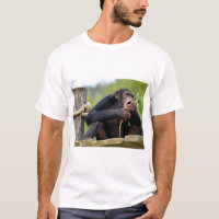 Chimpancé en la plancha y comiendo un poste de árb