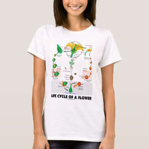 Camiseta Ciclo vital de una flor (angioesperma)