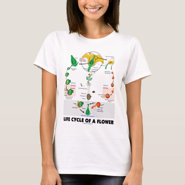 Camiseta Ciclo vital de una flor (angioesperma) (Anverso)