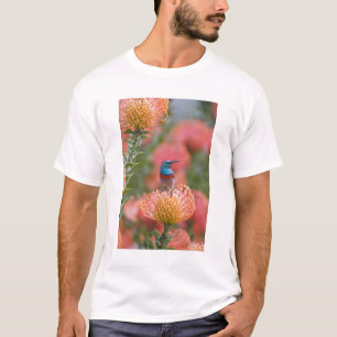 Camiseta Cinnyris afer