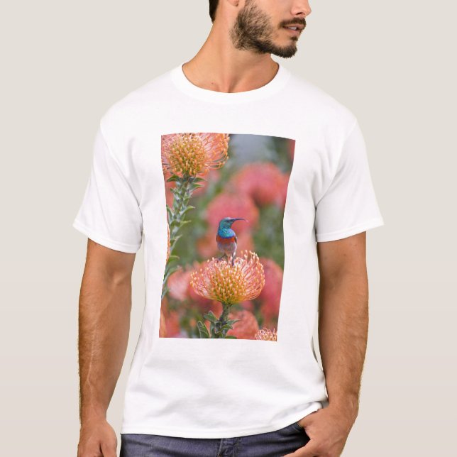 Camiseta Cinnyris afer (Anverso)