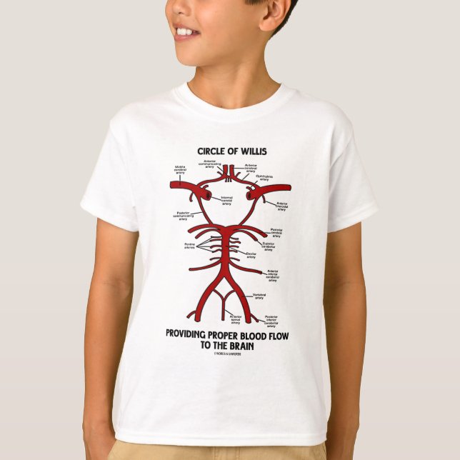 Camiseta Círculo De Willis Que Provee Un Cerebro De Flujo S (Anverso)