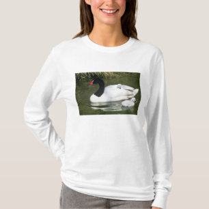 Camiseta Cisne de cuello negro adulto y crías en el agua.