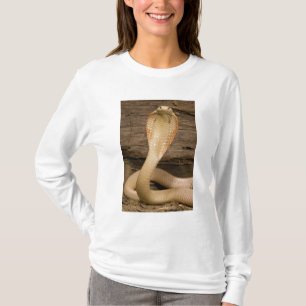 Camiseta Cobra Monóculo Albina, Naja kaouthia, enroscada
