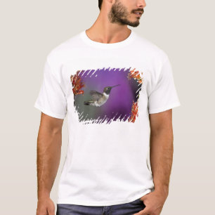 Camiseta Colibrí de barbilla negra, Archilochus alexandri,