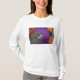 Camiseta Colibrí de barbilla negra, Archilochus alexandri,
