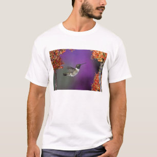 Camiseta Colibrí de barbilla negra, Archilochus alexandri,